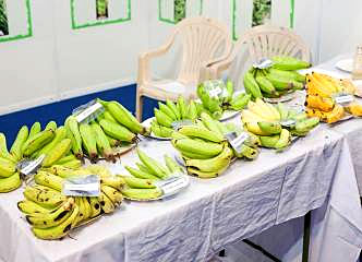 banana festival