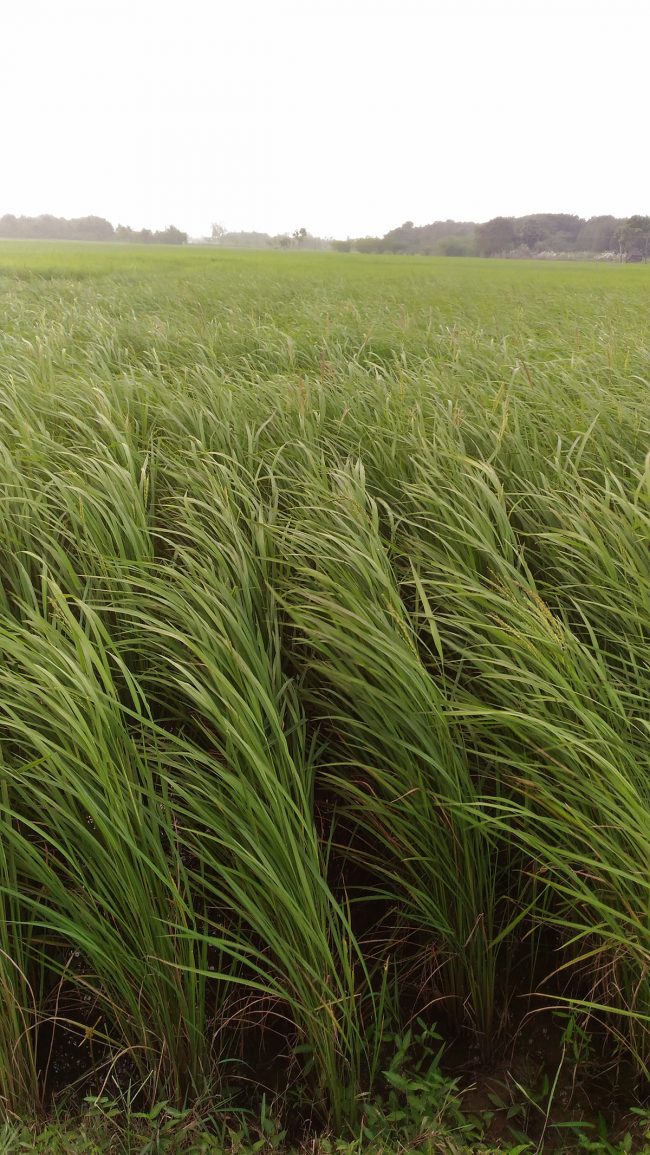 Namma Nellu in Nagapattinam District