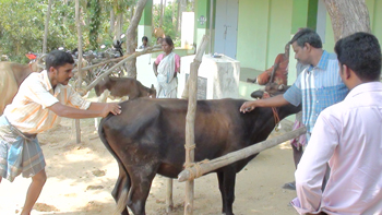 Veterinary camp conducted in the village