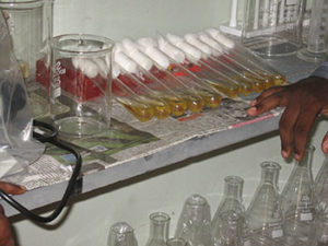Test tubes with innoculated Phosphobacteria