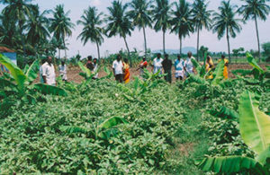 Farmers visit Organic brinjal field
