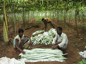 Farmers with the harvested snake gourd