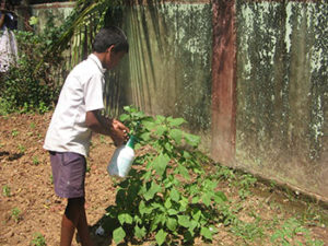 Spraying of biopesticide on brinjal plant