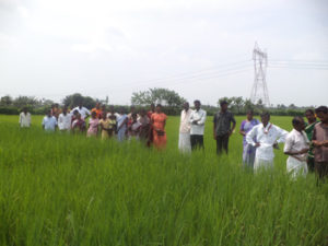 Exposure visit to CIKS experimental farm - Fields of indigenous paddy varieites