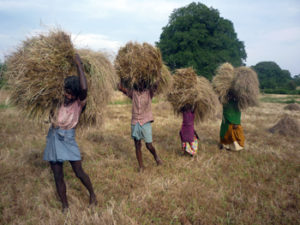 Harvested little millet - taken for threshing