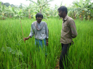 Extension staff visiting the field of a beneficiary