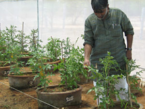 A field experiment to test the efficacy of biopesticides on vegetable crops.