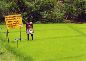 About 100 traditional paddy varieties are being conserved by CIKS as part of the COMPAS programme. In situ seed conservation centres such as this one have been set up in several farmers fields.