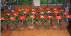 Experiment on ecofriendly management of fusarial wilt in tomato - pot experiment.
