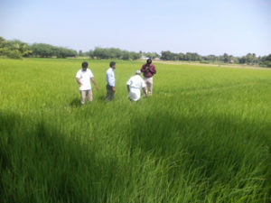 Organic seed production - field inspection