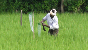 Organic farming technology - non-chemical pest management using pheromone traps