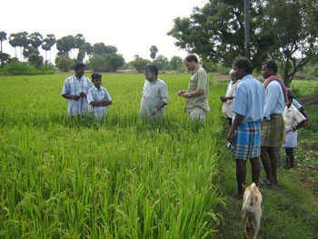 Mr. Vasanth visiting organic paddy field of a beneficiary at Kadambai village