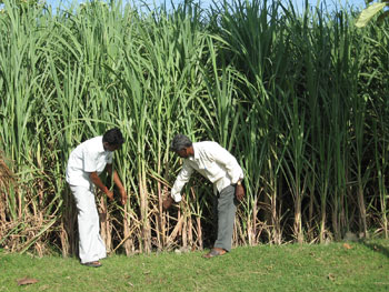 Our technical staff Mr. Suresh identifing pests in sugarcane field at Kadambai.
