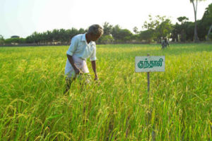 Traditional paddy variety Kundhali cultivated in Sitthivinayagapuram village