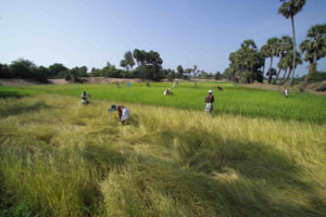 Traditional paddy varieties cultivated in Sithivinayagapuram village