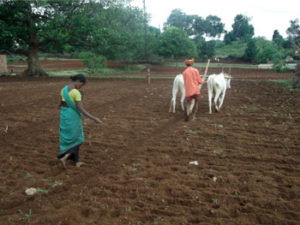 Traditional ploughing and seed sowing