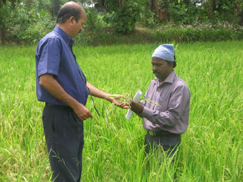 Inspection of seed production
