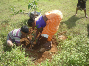 Planting saplings of fruit crops in WADI fields in Jawadhu Hills of Tiruvannamalai District