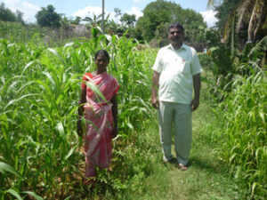 Women beneficiary involved in fodder cultivation