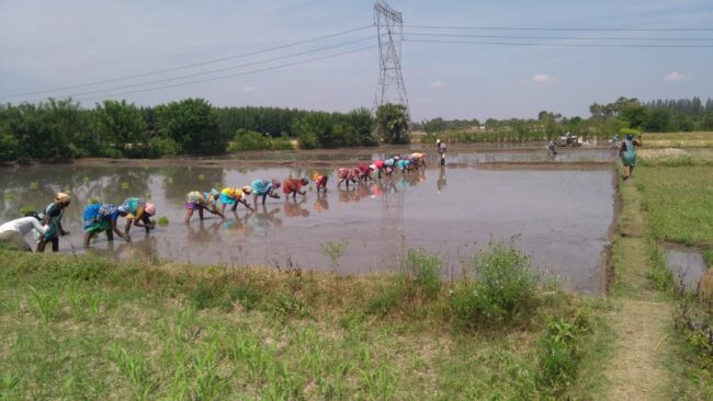 Paddy Transplantation 1